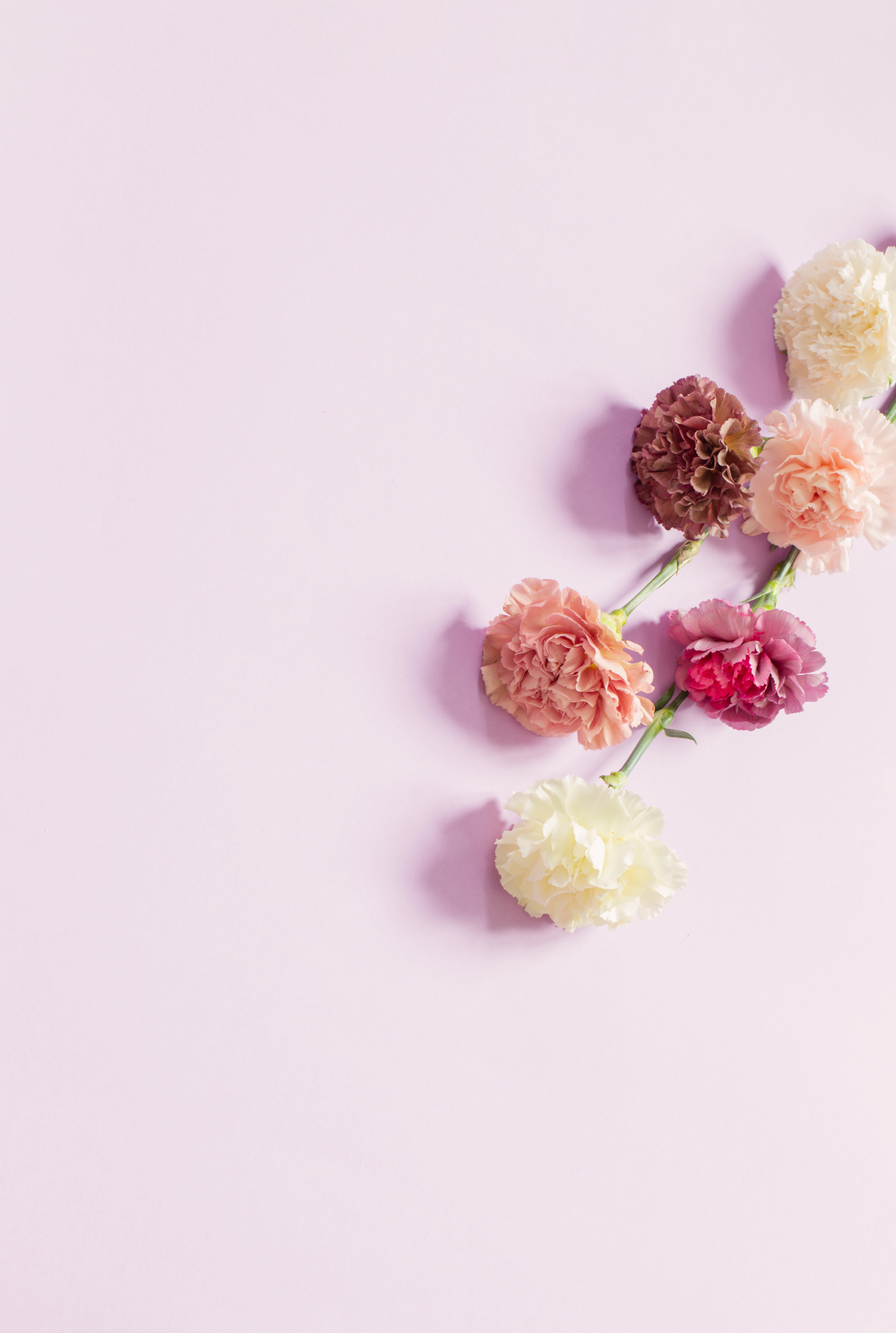 carnation flowers on purple paper  background